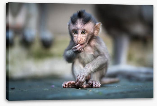 Mammals