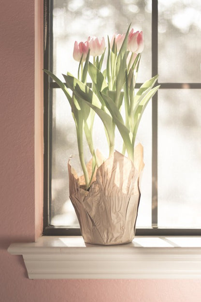 Translucent tulips