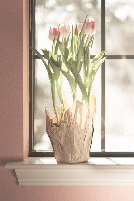 Translucent tulips