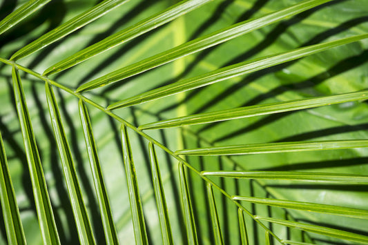 Leaves