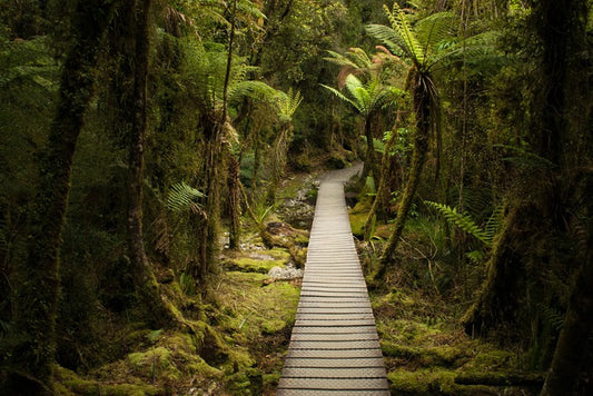 Follow me forest