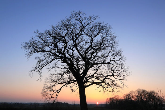 Sky silhouette