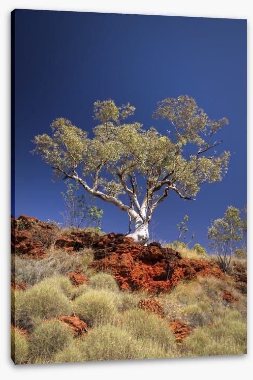 Blue sky gum