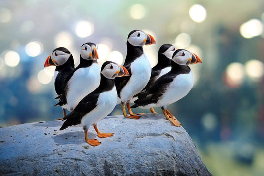Puffin rock