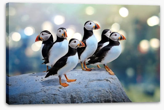 Puffin rock