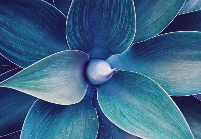Fox tail agave