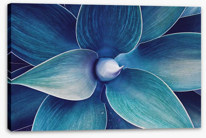 Fox tail agave