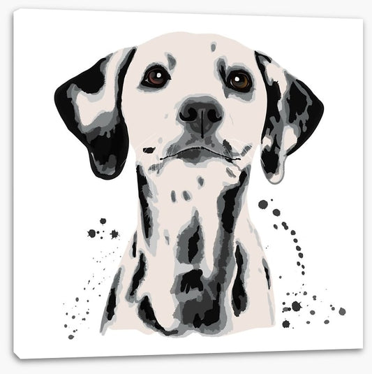 Dots off a dalmatian