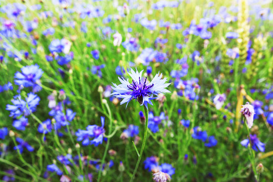 Meadows