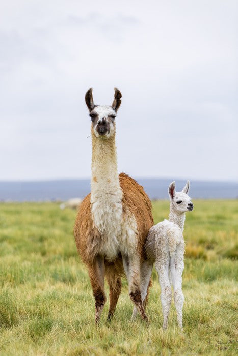 Wrong way little llama