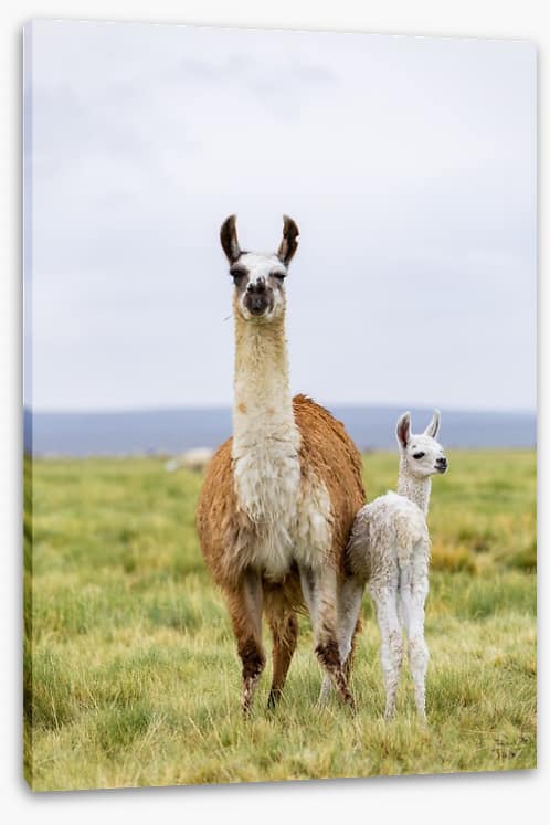 Wrong way little llama