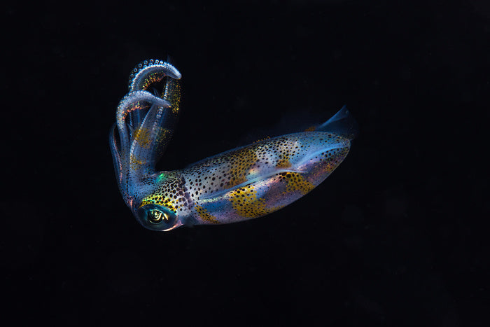 Fish / Aquatic