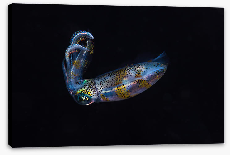 Fish / Aquatic
