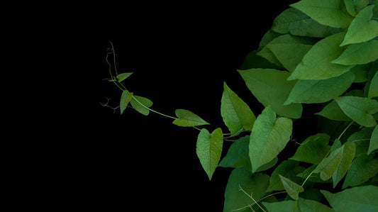 Coral vine climb