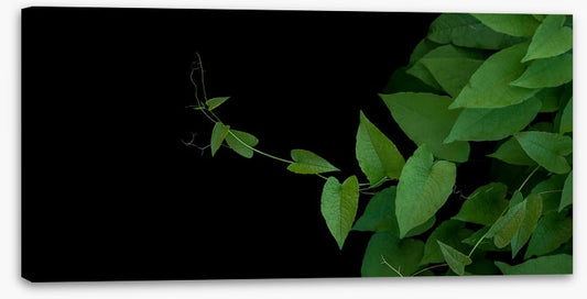Coral vine climb