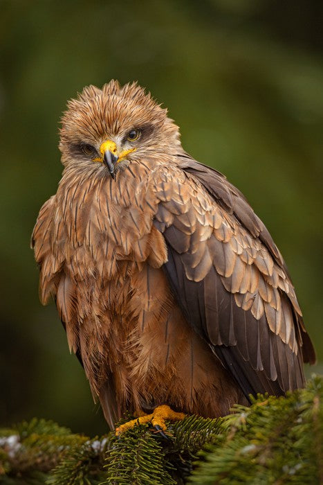 Birds