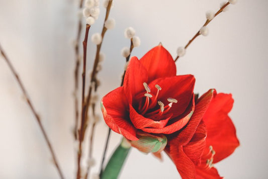 Red amaryllis