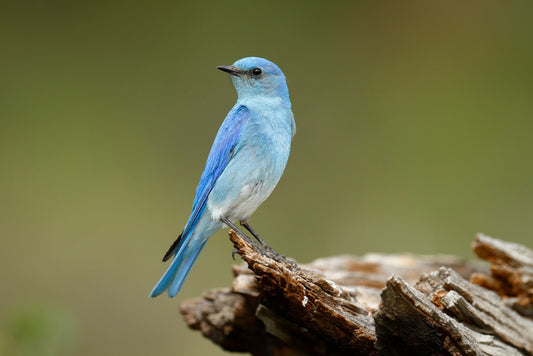 Birds