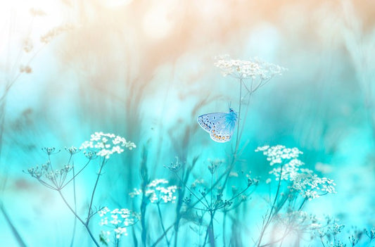 Butterfly blues