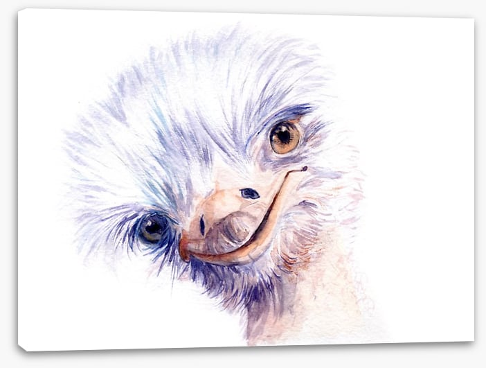 The amiable ostrich