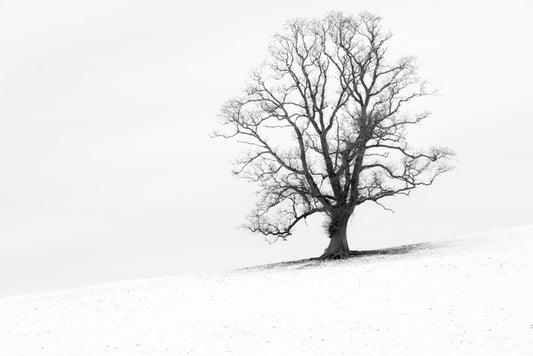 One tree hill