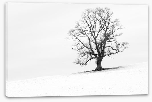One tree hill