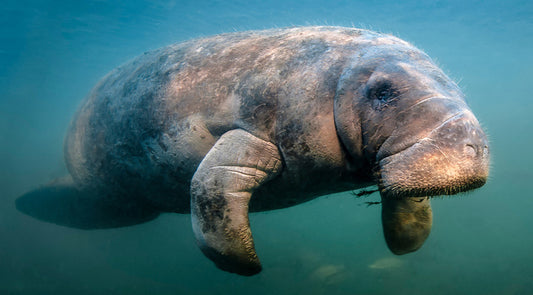 A manatee moment