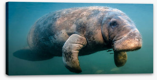 A manatee moment