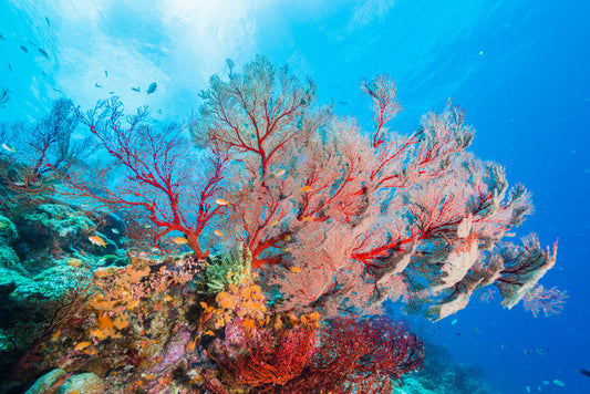 Underwater