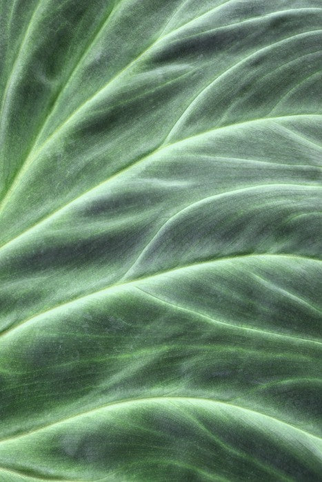 Leaves
