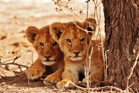 Safari siblings