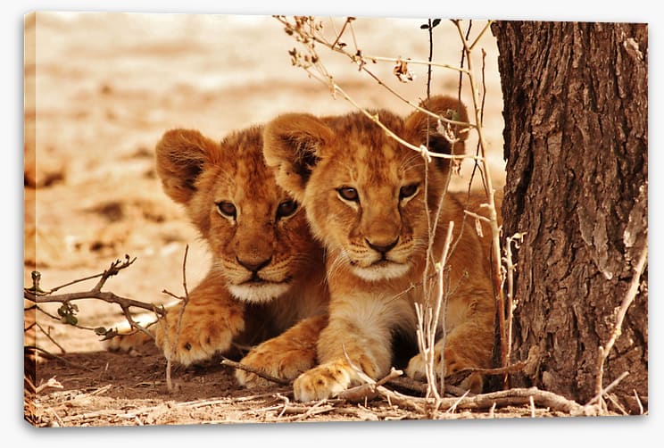 Safari siblings