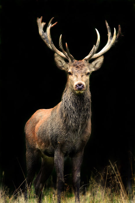 Deer in the night