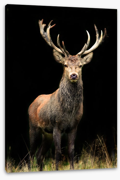 Deer in the night