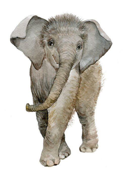 Elephant fuzz