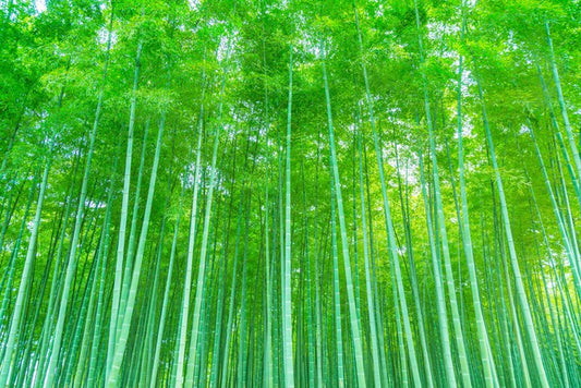 Luminous bamboo forest
