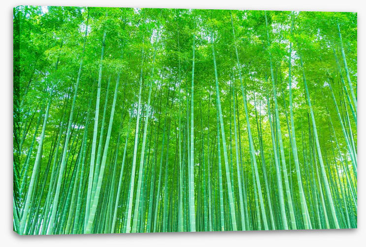 Luminous bamboo forest