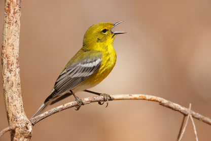 Birds