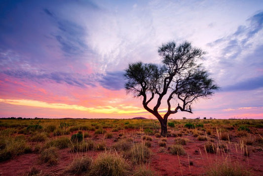 Lonely Hakea tree