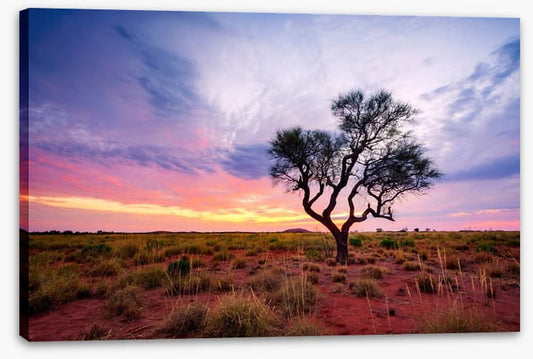 Lonely Hakea tree