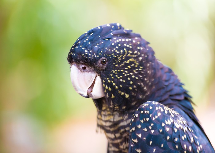 Cocky black cockatoo