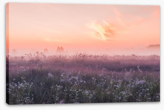Good morning meadow