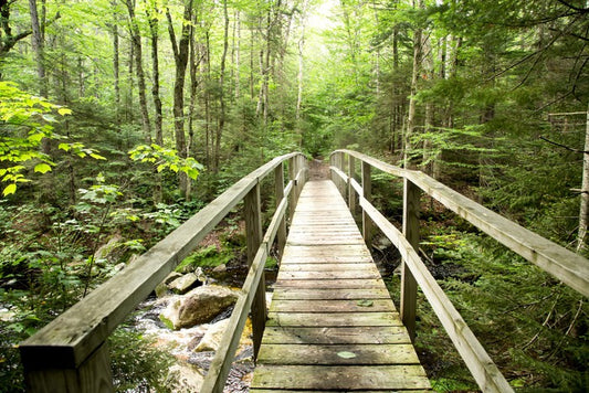 Footbridge to the forest