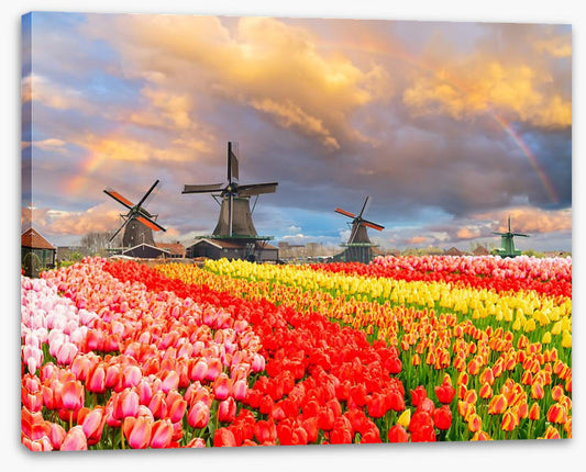 Tulip meadow mills