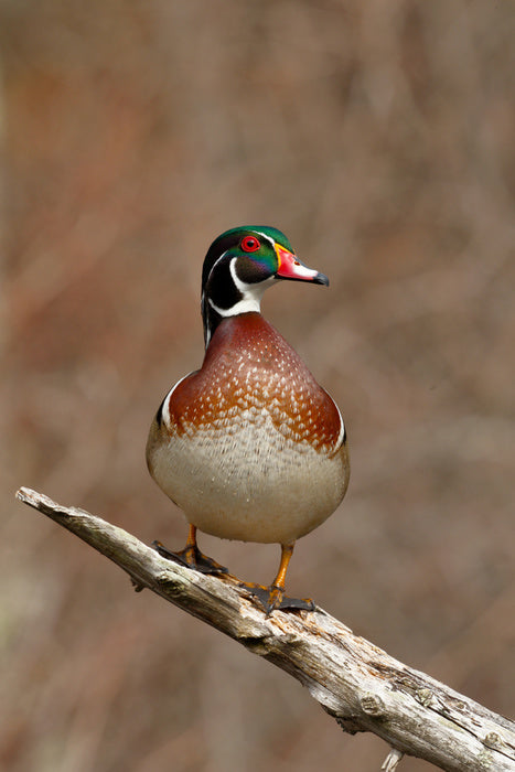 Birds