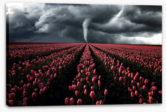 Tornado in the tulips