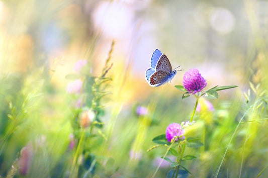 Sunkissed clover
