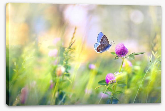 Sunkissed clover