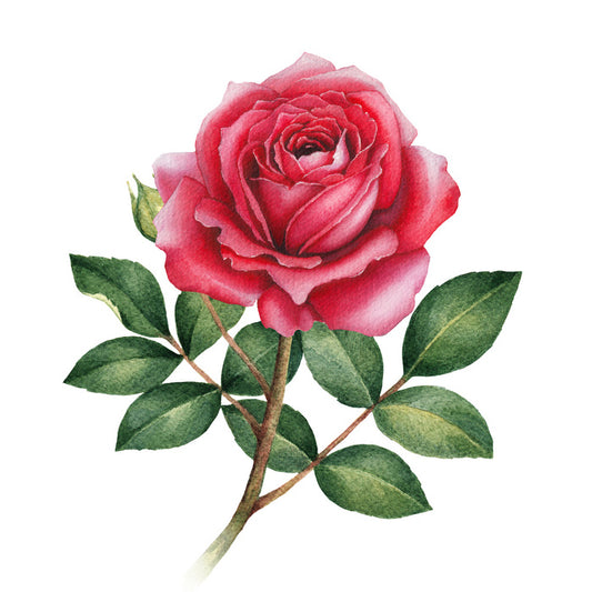 The wild rose
