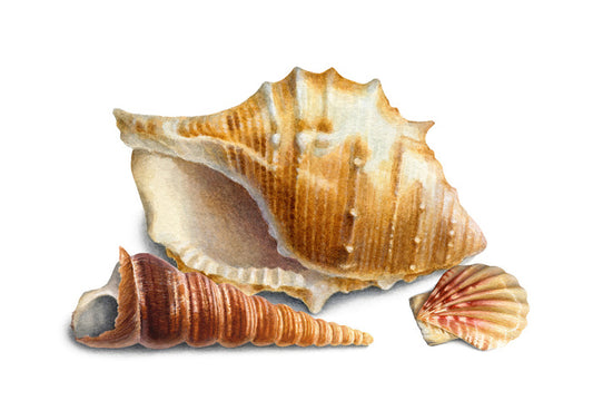 Three shells III